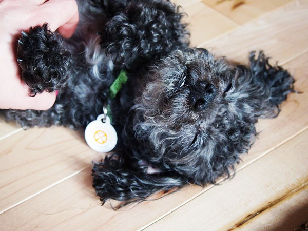 Foster Pet Donated ID Tags