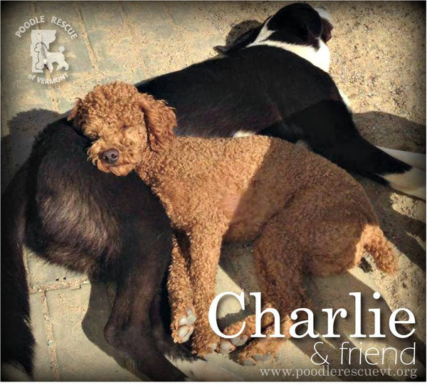 Rescued Foster Pets ID Tags