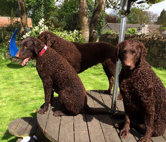 Vegan Dog Collar 100% Organic Hemp 1"&  Metal Engraved Buckle