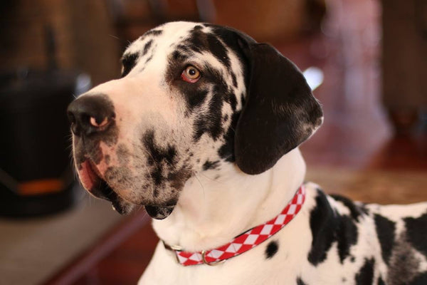 Harlequin Great Dane Dog Collar